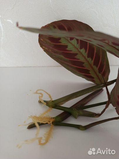 Маранта, сингониум империал вайт, спатифиллум и др