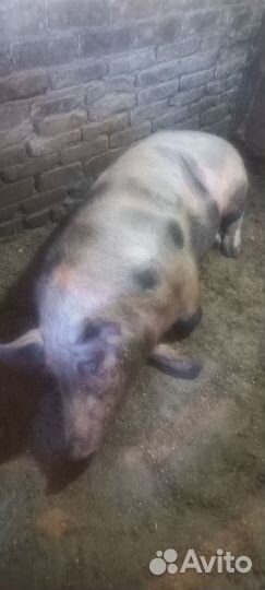 Хряк на племя