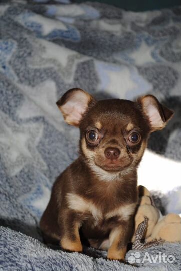 Шоколадные малыши