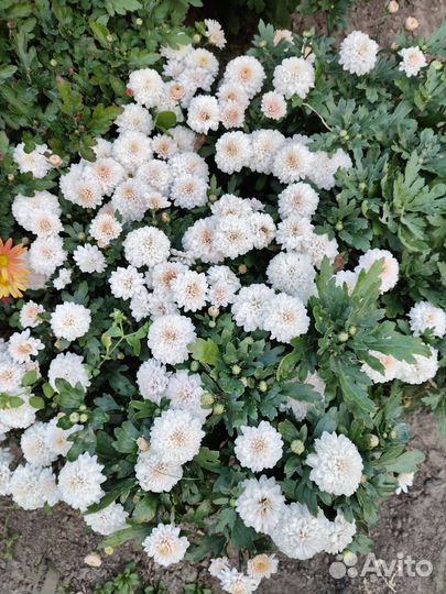 Хризантемы мультифлора