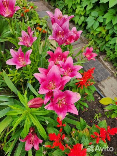 Многолетние растения