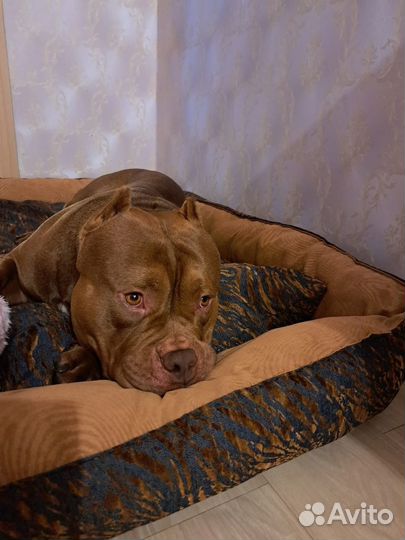 Лежанки для собак больших размеров на заказ