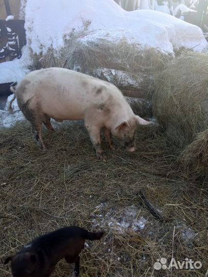 Продам хряка