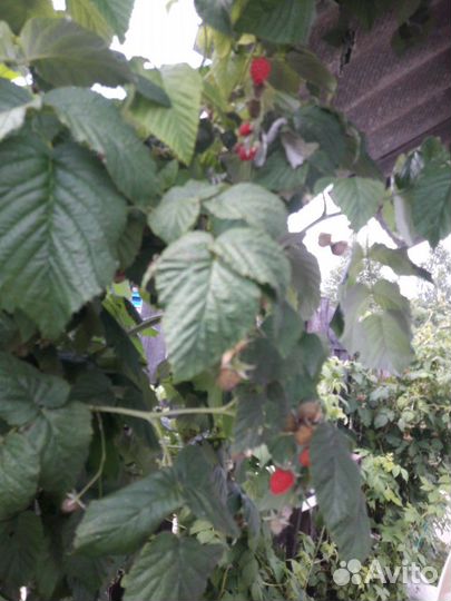 Саженцы малины