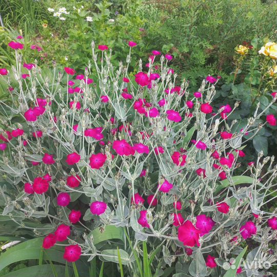 Многолетники для сада цветы