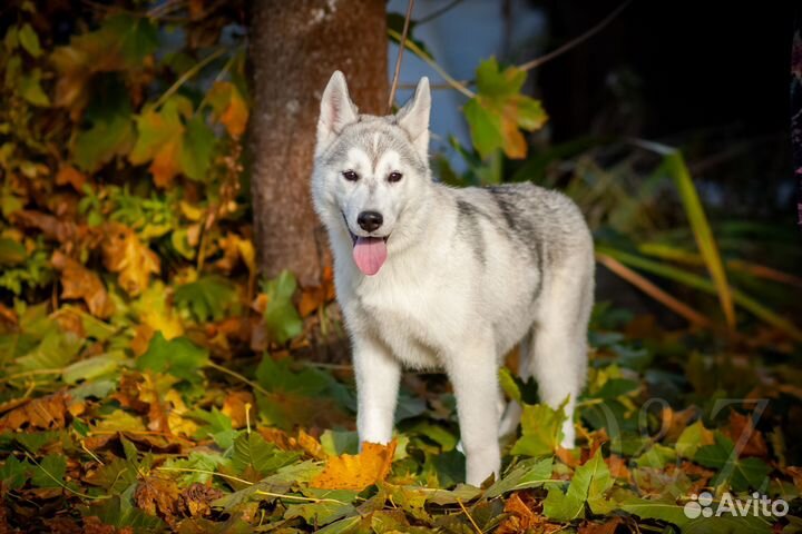 Щенки хаски