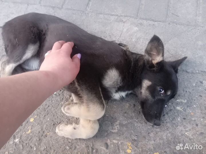 Собака щенки мелкой породы