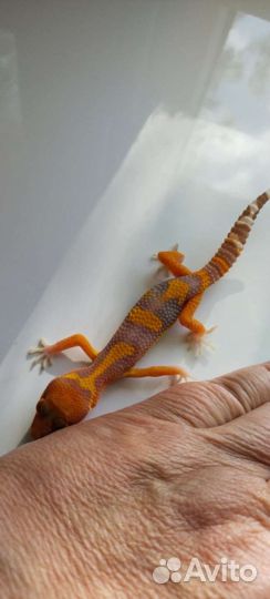 Геккон эублефар