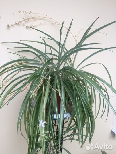 Хлорофитум взрослый в горшке