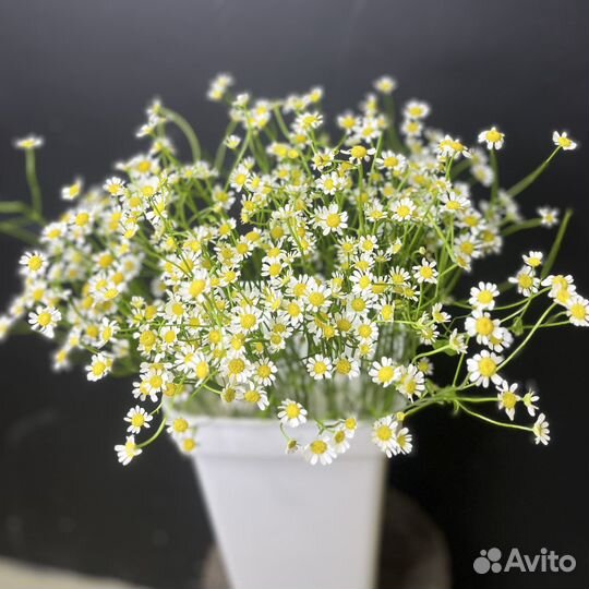 Ромашки матрикария