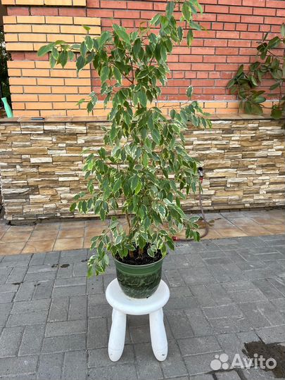 Комнатные растения