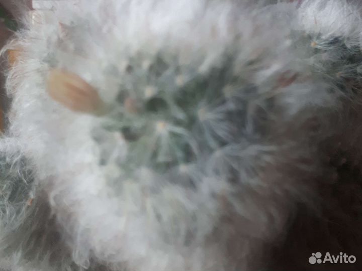 Мамилярия пушистая