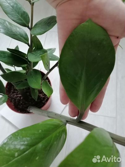 Замиокулькас