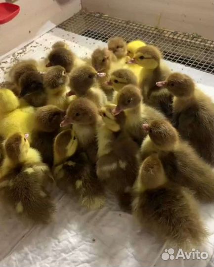 Индоутята мускусные