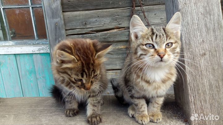 Отдам котят в надежные руки
