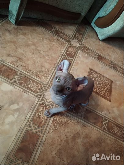 Канадский сфинкс эльфы, двельфы