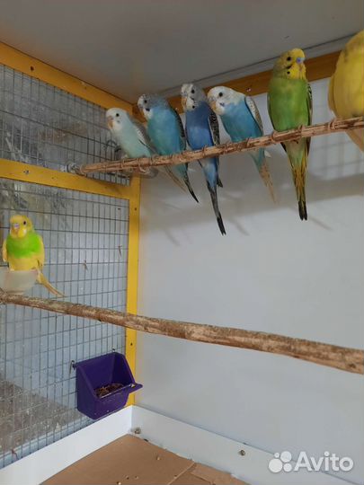 Волнистый попугай