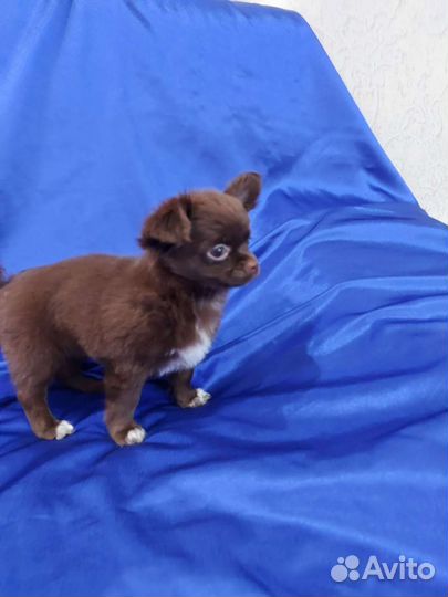 Чихуахуа Шоколадная Девочка и Лиловый Мальчик