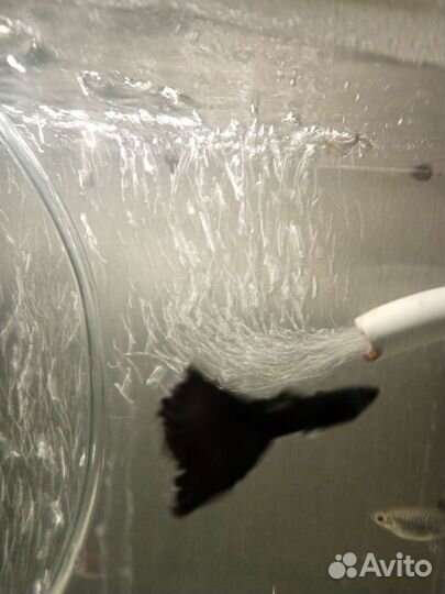 Аквариумные рыбки гуппи Черный принц, Дамбо