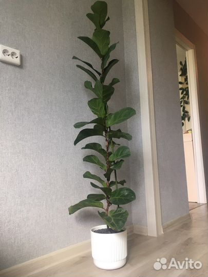 Фикус лирата бамбино