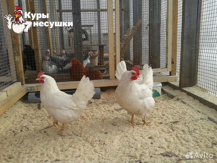 Куры несушки