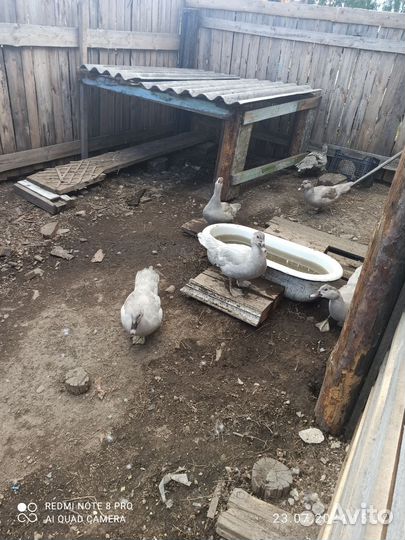 Индоутки Лаванда