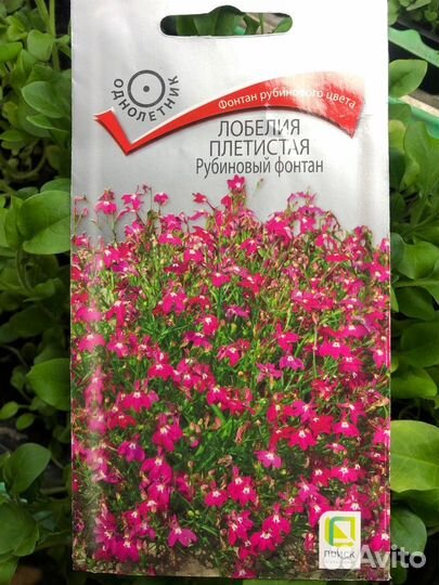 Лобелия плетистая в горшке рассада