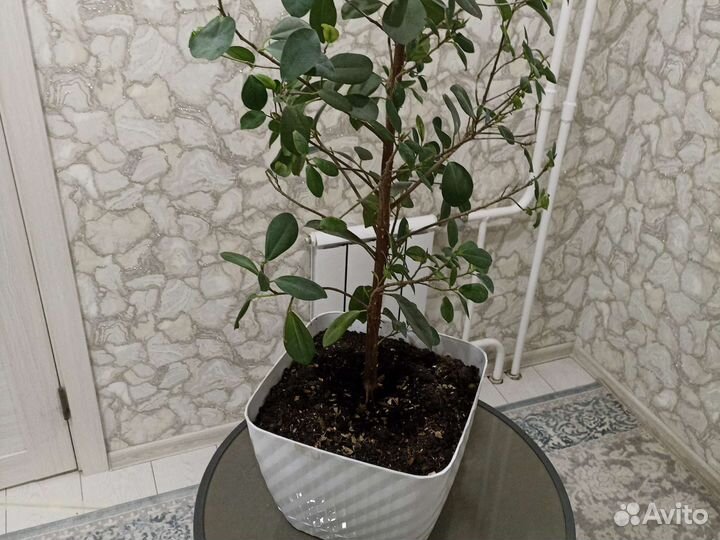 Фикус мокламе