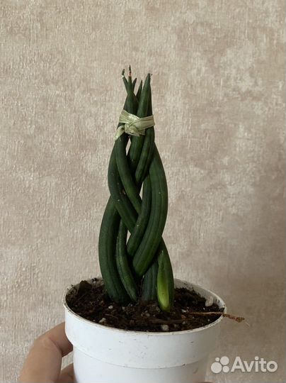 Сансевиерия