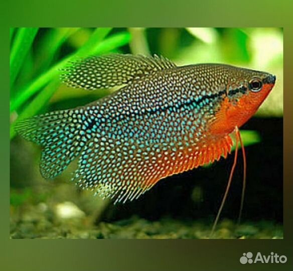 Продаю аквариумную рыбу