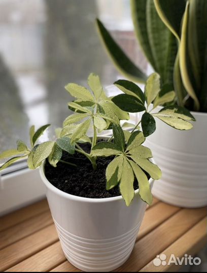 Кашпо IKEA мускот