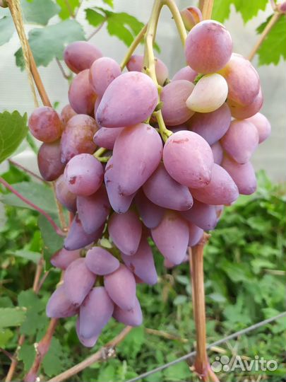 Виноград (саженцы)