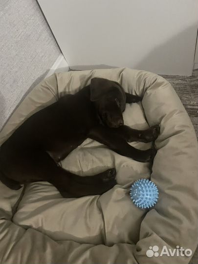 Щенки курцхаара