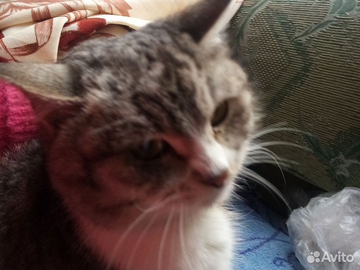 Ориентальные котята