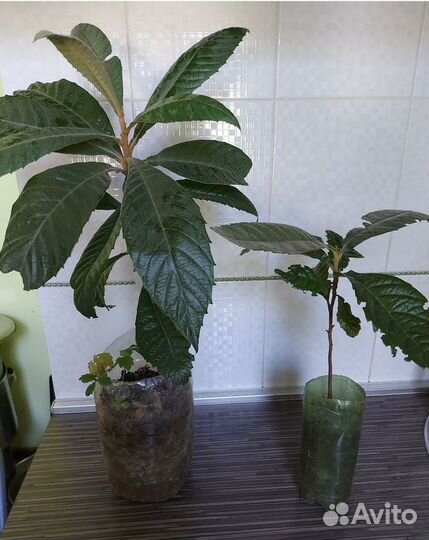 Мушмула японская Подснежники садовые лавр кардамон