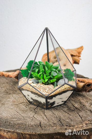 Флорариум Капля XS