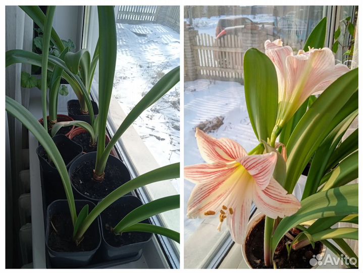 Гиппиаструм