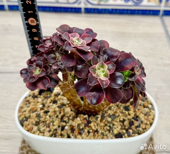 Эониум кристатный Медуза