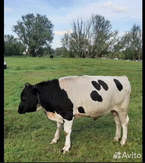 Бычки и быки на мясо