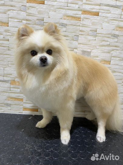 Стрижка собак и кошек