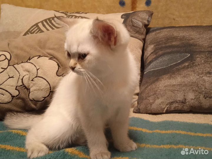 Котята шотландские прямоухие и вислоухий