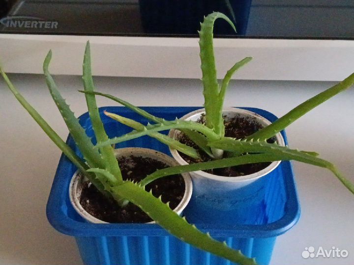 Алоэ лечебный