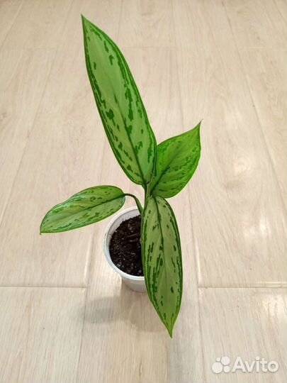 Аглаонема Сильвер квин