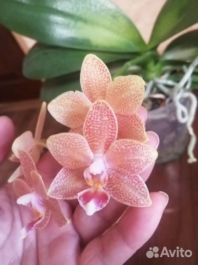 Орхидея фаленопсис Мастерпис