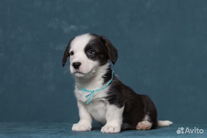 Вельш корги кардиган