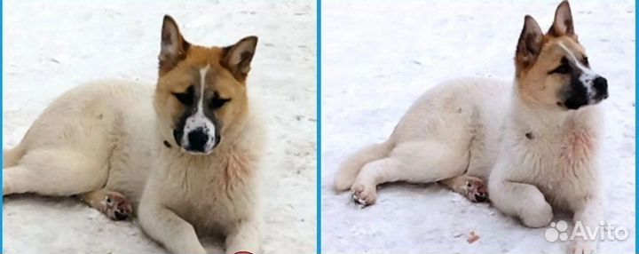 Веснушке нужен дом