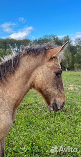 Жеребчик вятка