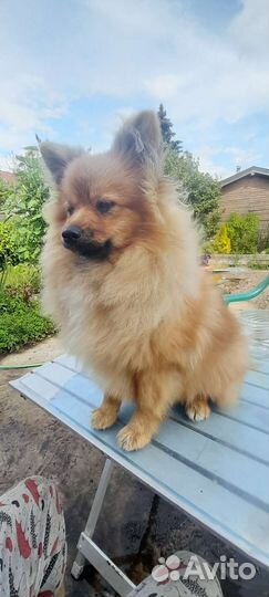 Два проказника - братик и сестричка