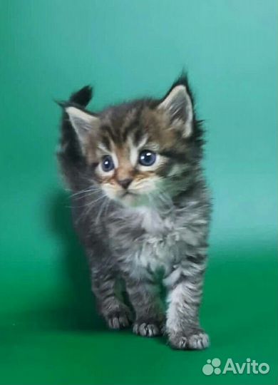 Мейн Кун котики