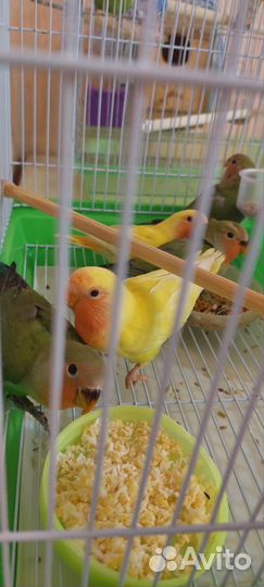 Попугай неразлучники